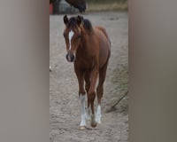 preview pic