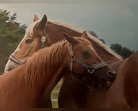 preview pic