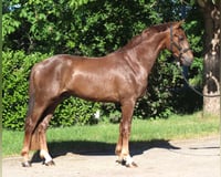 preview pic