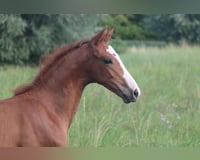 preview pic