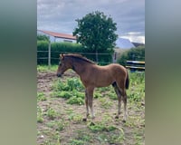 preview pic