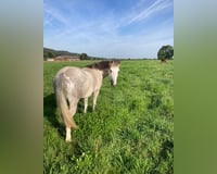 preview pic