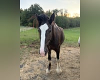 preview pic