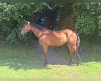 preview pic