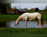 preview pic