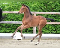 preview pic