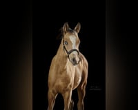 preview pic