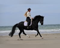 preview pic