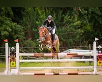 Reiter sucht Pferd (Rb gesucht) mit Turnierteilnahme 