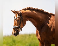 preview pic