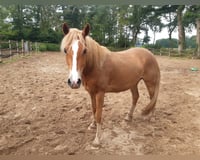 preview pic