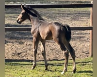 preview pic