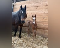 preview pic