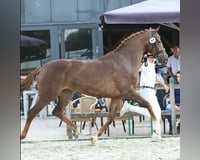 preview pic