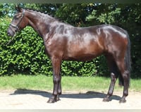 preview pic