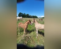 preview pic