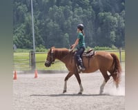 Suche Reitbeteiligung, da ich schon lange auf Schulpferden reite.