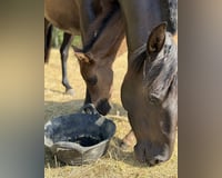 preview pic