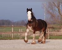 Mare 6 years