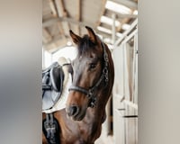 preview pic