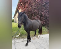 preview pic