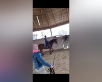 Reiter sucht Pferd ( Reitbeteiligung) 