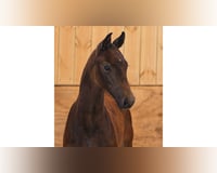 preview pic