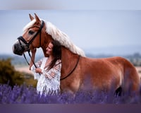 preview pic