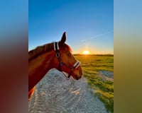 preview pic