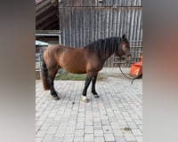 preview pic