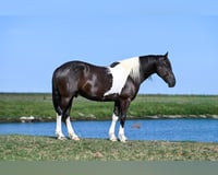 preview pic