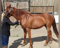 preview pic
