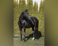 preview pic