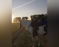 preview pic