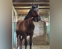 preview pic