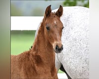 preview pic