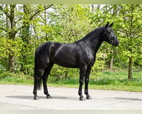 preview pic