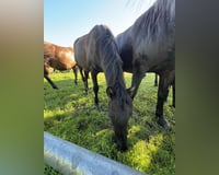 preview pic