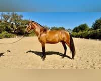preview pic