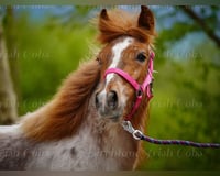 preview pic