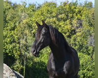 preview pic