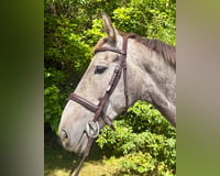 preview pic