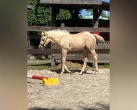 preview pic