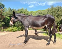 preview pic