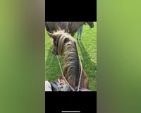 Suche eine reitbeteiligung 