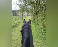 Suche eine Reitbeteiligung nähe Oberursel