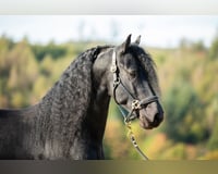 preview pic