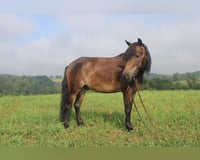 preview pic