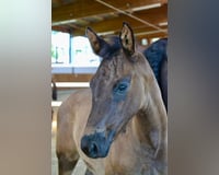 preview pic