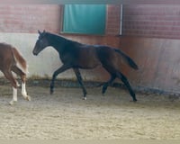 preview pic